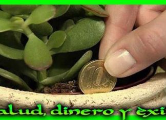 dinero