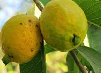 guayaba