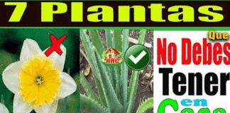 Plantas